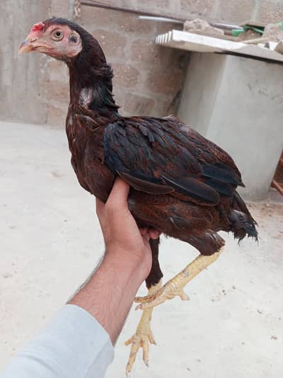 Pure Aseel
