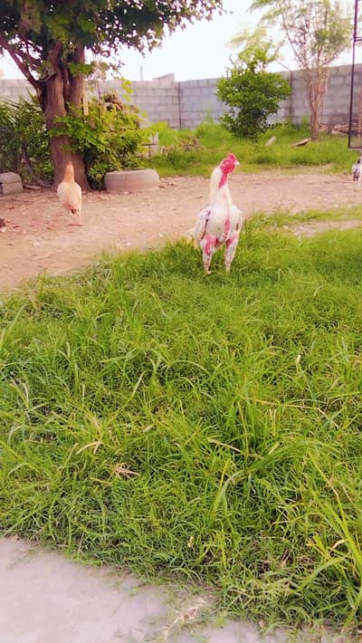 Aseel Fertile Egg for sale