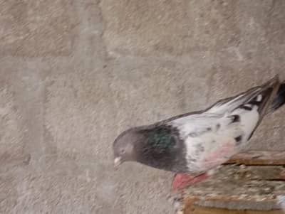 pigeon for sale WhatsApp number 03123119357