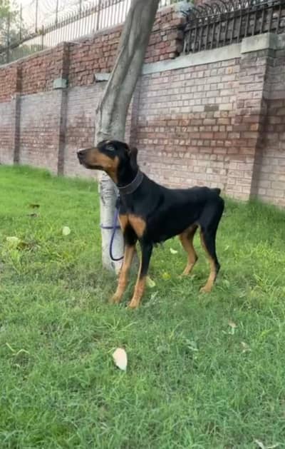 Dobarman female available for sale