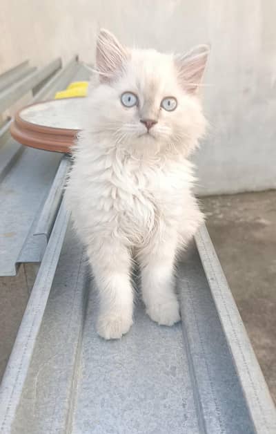 Himalayan Persian Cat Triple Coated