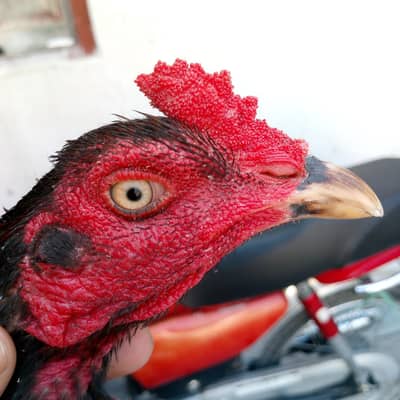 Aseel murgh