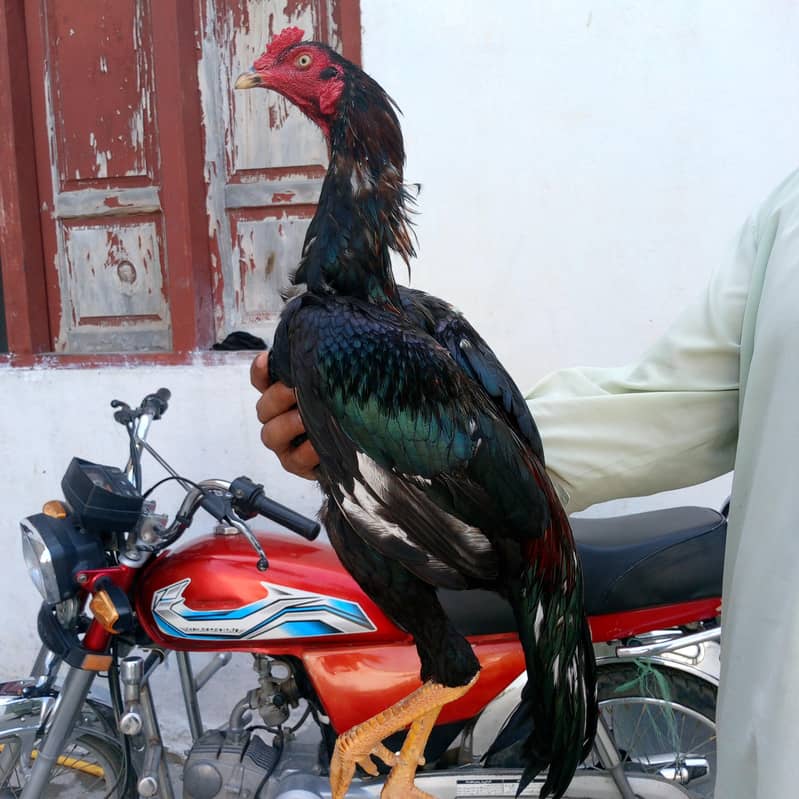 Aseel murgh 1