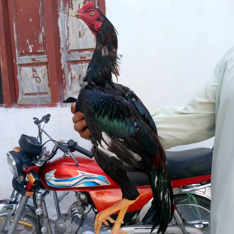 Aseel murgh 2