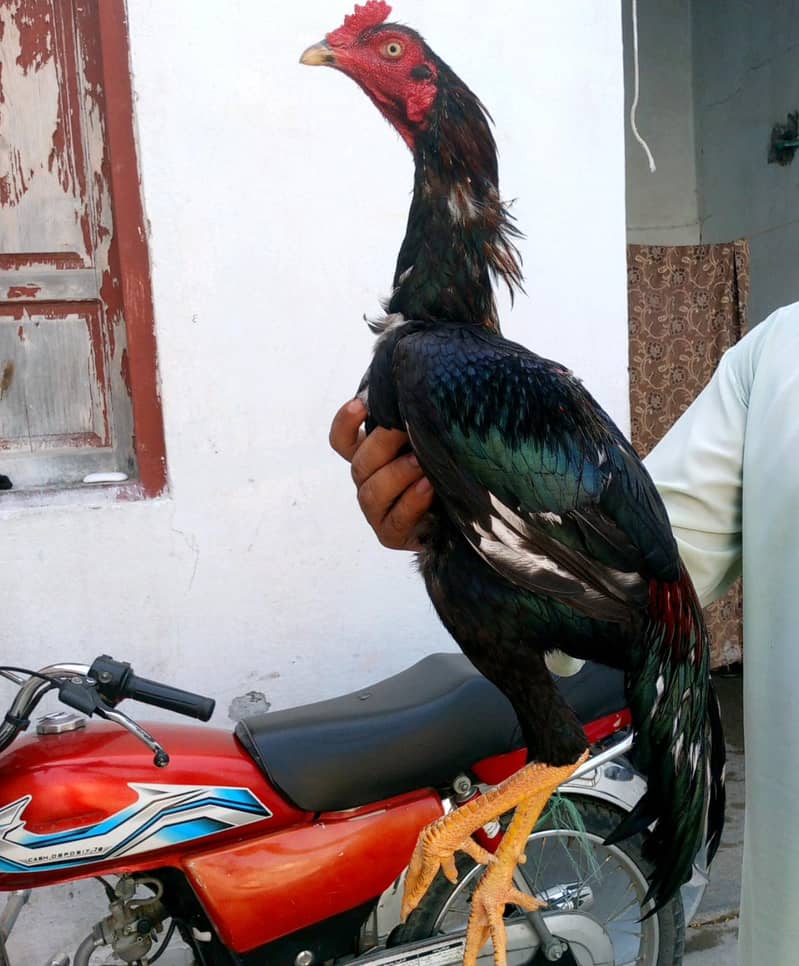 Aseel murgh 4