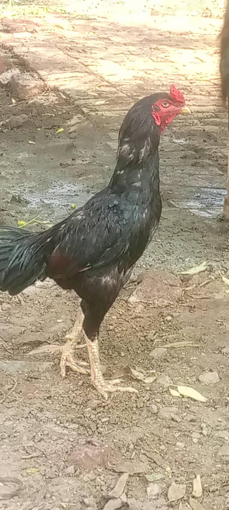 sondar 0