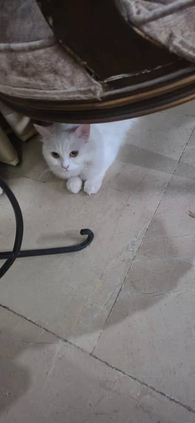 persian female pair of cats for sale