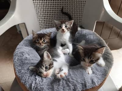 Persian kittens