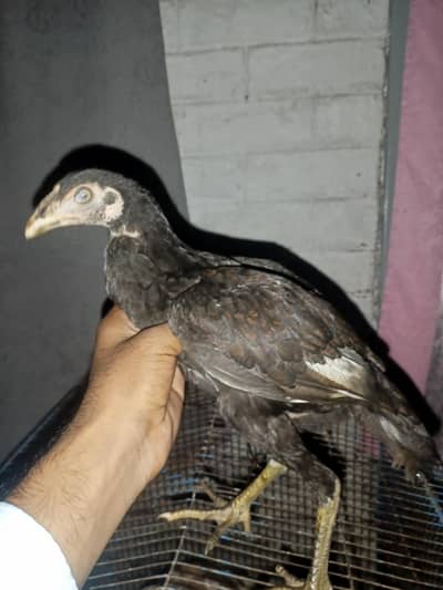 Aseel madi for sale