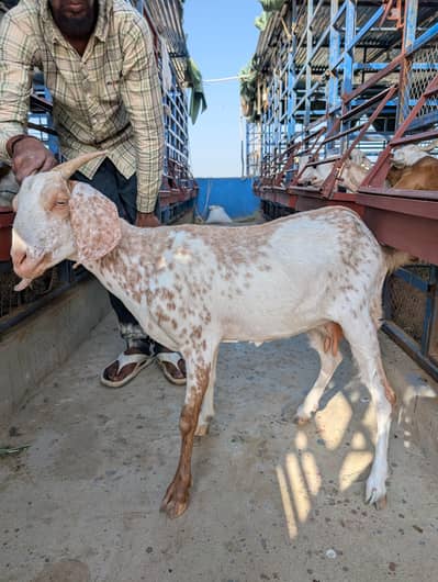 Tapri bakri with female kid