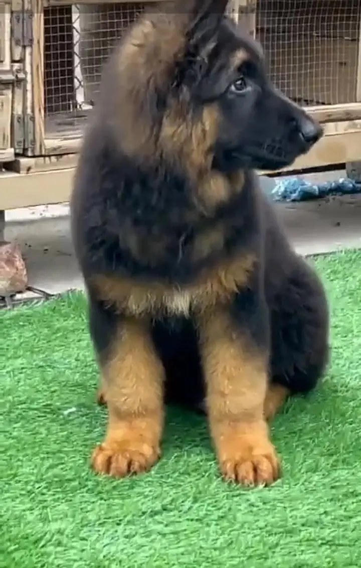 German Shepherd long coat puppies for sale  WhatsApp me 03476326175 — photo 3