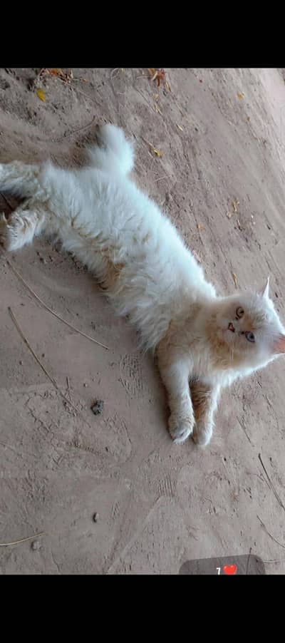 Persian Cat pair