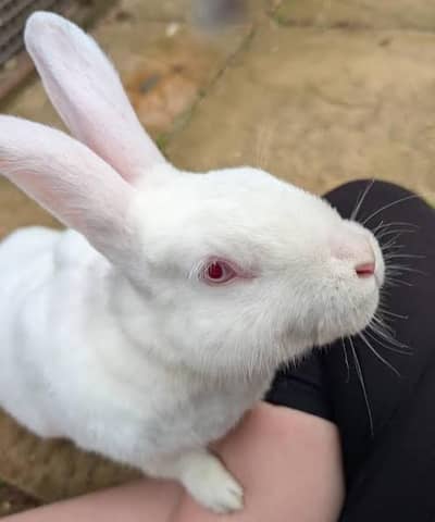 Beautiful red aye rabbit in white color.