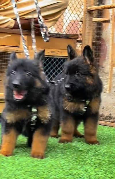 German Shepherd long coat puppies for sale  WhatsApp me 03476326175