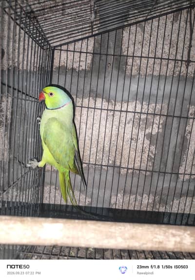 Confirm Breeder Male age 2.5 years plus