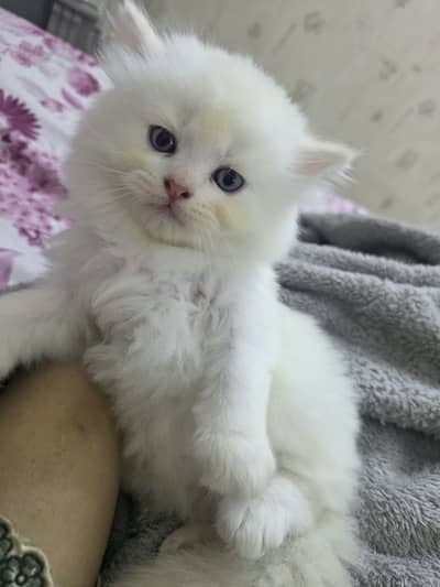 2 top quality persian kittens for sale
