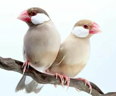 java birds