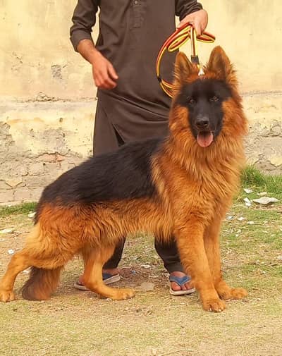 German Shepherd long coat puppies for sale  WhatsApp me 03476326175