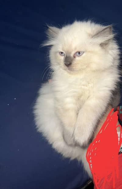 white female Persian kitten triple coated