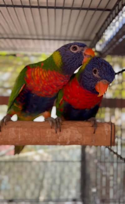 red collar lorry and swinson lorikeet pairs with dna