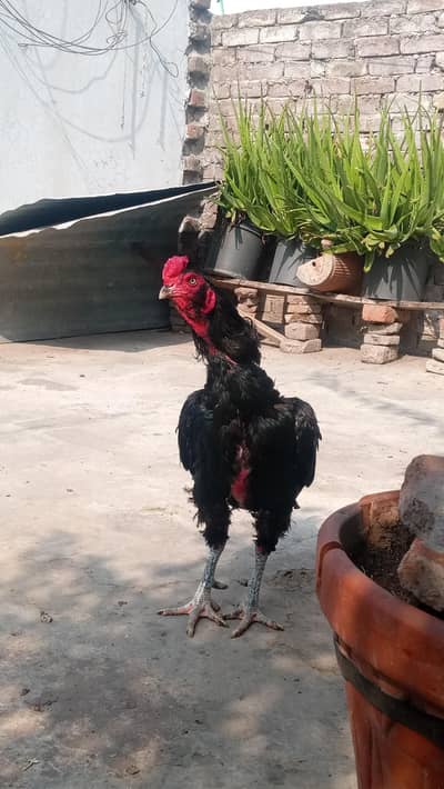 hens .