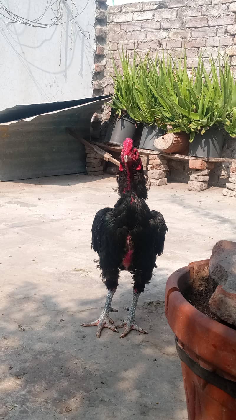 hens . 1