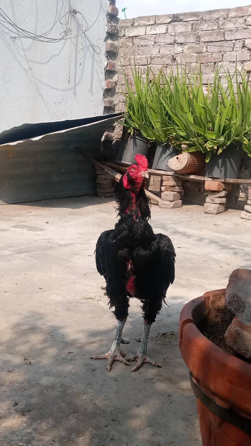 hens . 2
