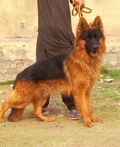 German Shepherd long coat puppies for sale  WhatsApp me 03476326175