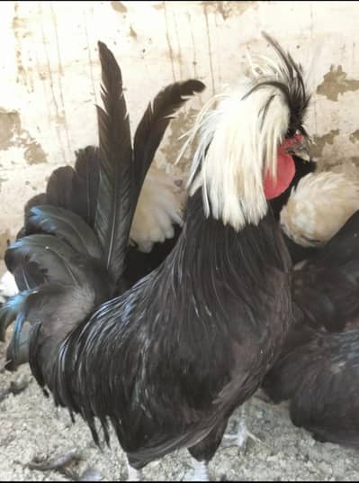 Black Polish Breeder Male For Sale