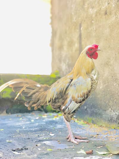 Home Breed Lakha Aseel Pattha 9.5 Month - Ghar Ka Pala - Gujrat