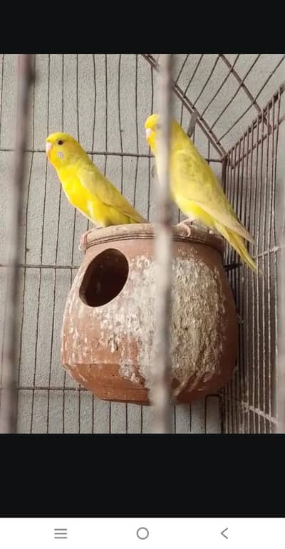 two female