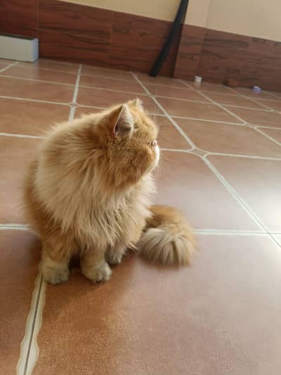 Male Piki Cat available (03346068618)