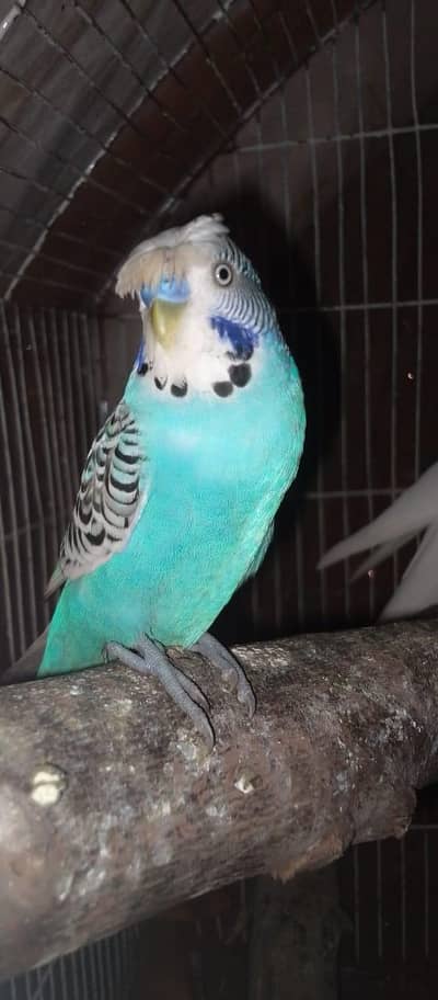 Cocktail Male/Budgies2 pairs available. For details READ DESCRIPTION.