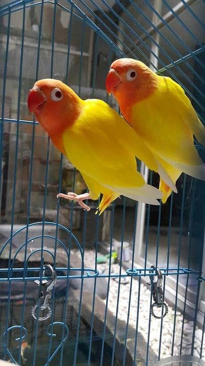 love birds for sale
