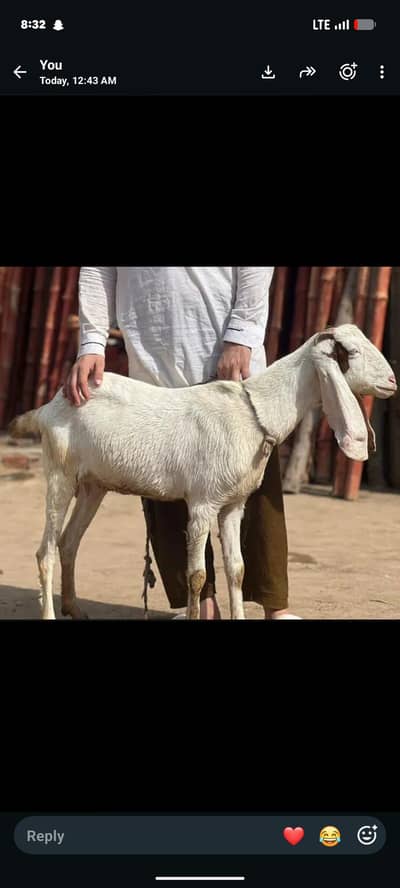Bakri Bakra Forsale