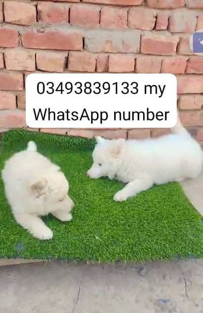 Russian puppy dog for sale