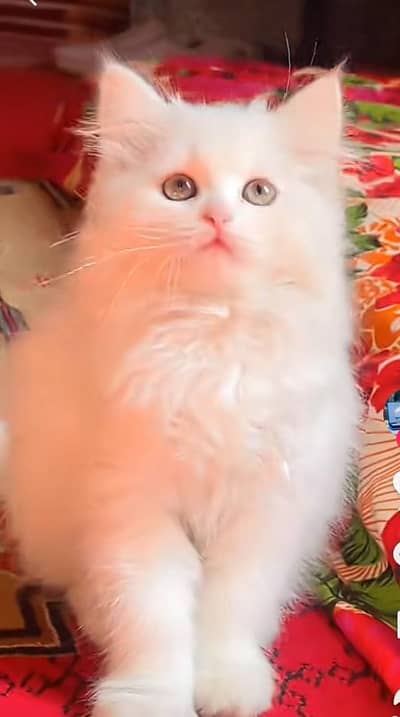 Persian kitten triple cot. for sale WhatsApp my 03476326175