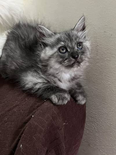 white and blk male kitten triple coated white blue eyes and blk yellow