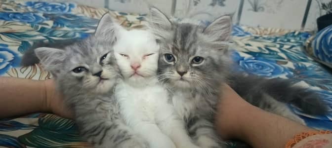 Pure persian kittens for sale