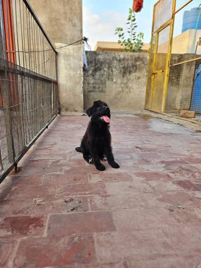 German shepherd