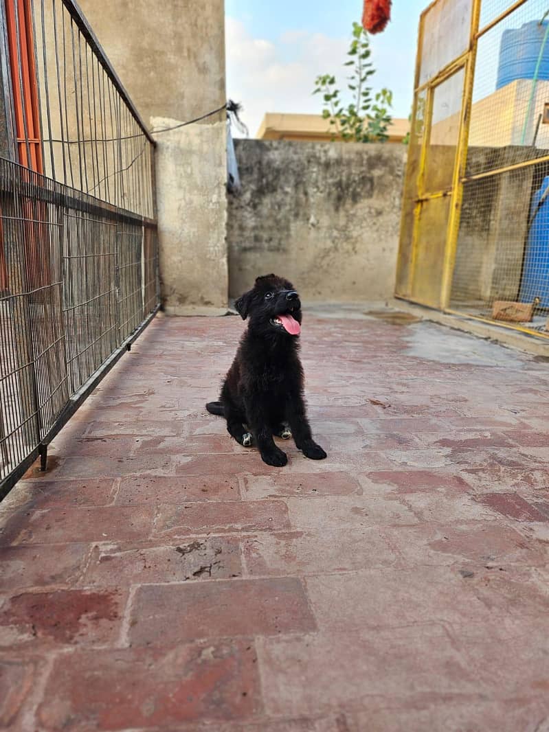 German shepherd 0