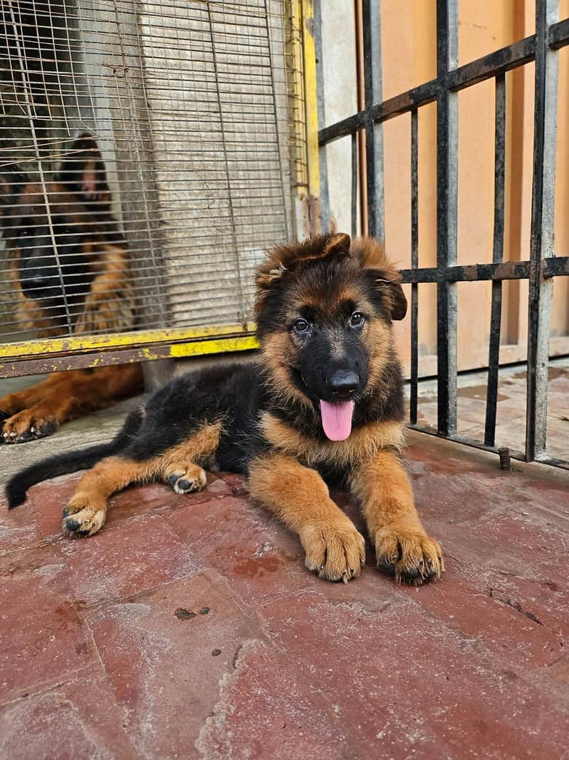 German shepherd 1
