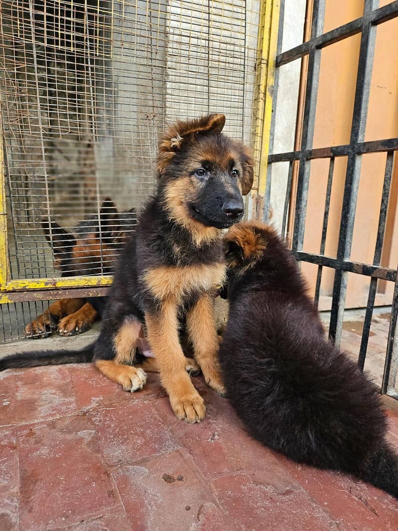 German shepherd 2