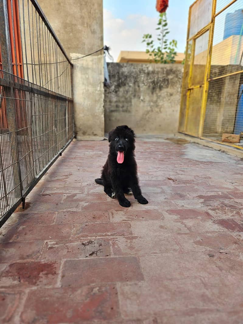 German shepherd 3