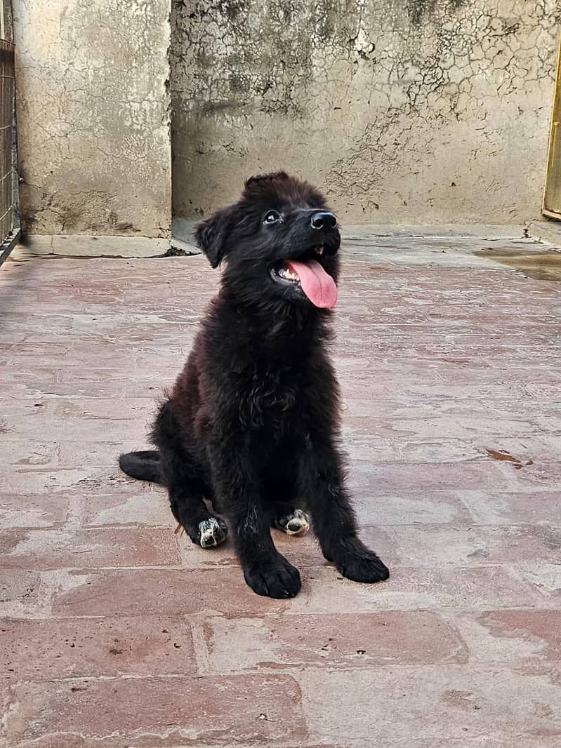German shepherd 4