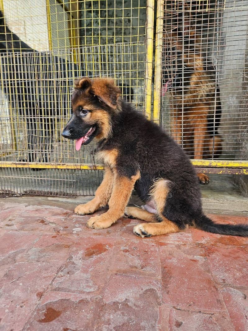German shepherd 5