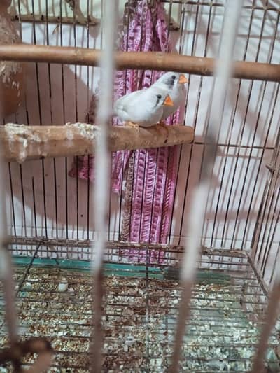 zabra finch wait adult pathy availibel jis bahi ko chaye call kr ly