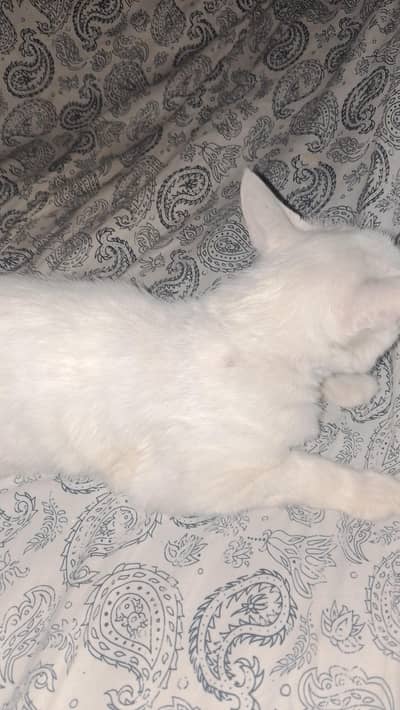cat for sale