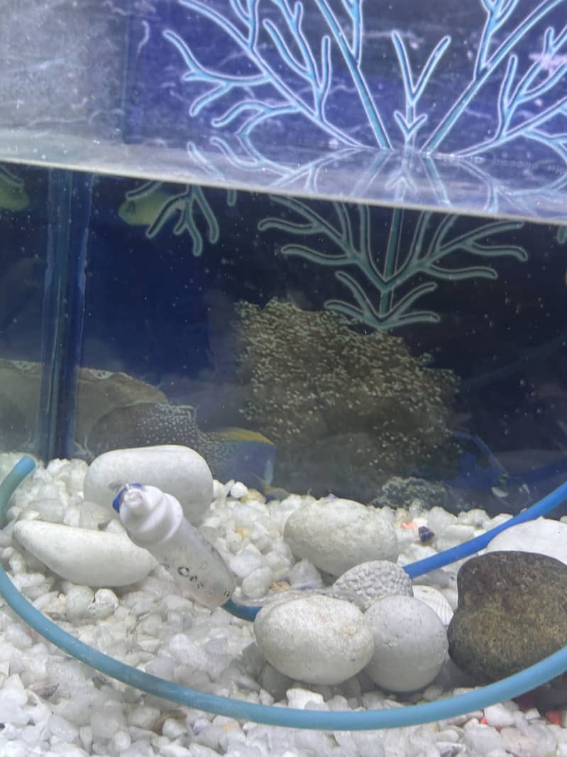 Aqurium 1