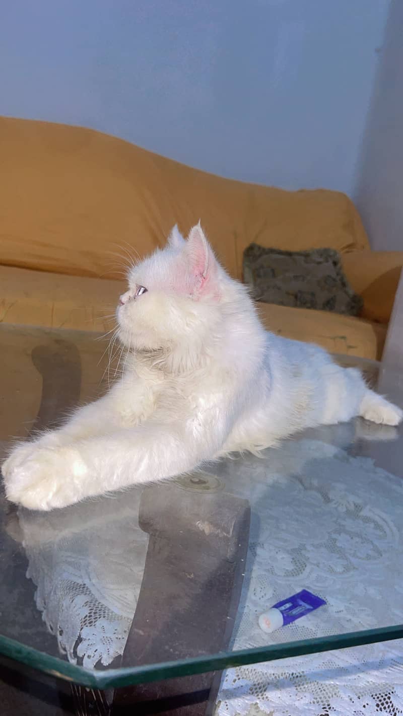 persian cat 0